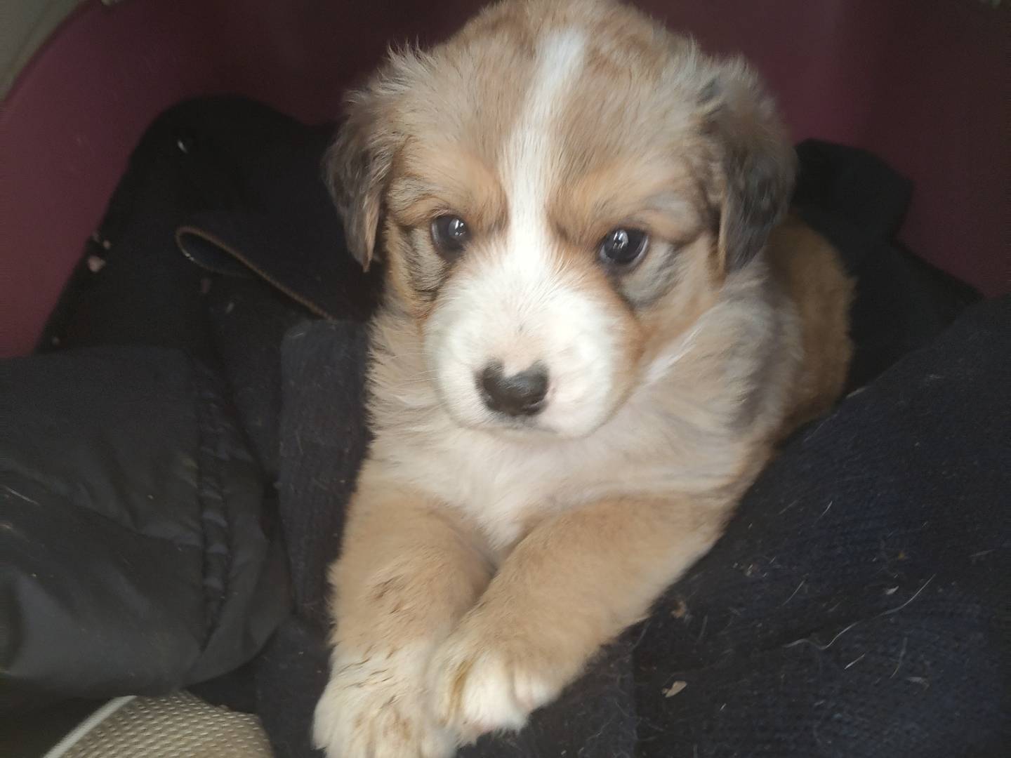 Adozione cane, maschio, Razza sconosciuta Razza sconosciuta, 2 mesi, taglia media, Bergamo