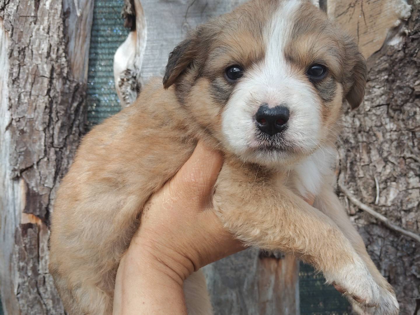Adotta un cane, maschio, 2 mesi, Bergamo
