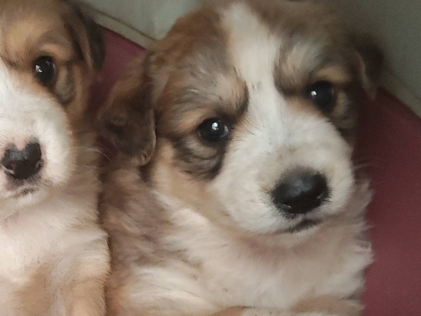 Adotta un cane, taglia media, maschio, Bergamo