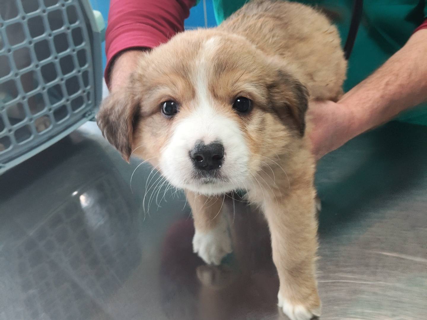 Vuoi adottare un cane a Bergamo?