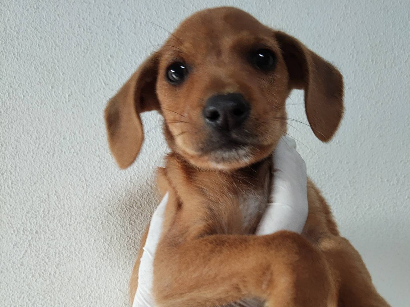 Adozione cane, maschio, Razza sconosciuta Razza sconosciuta, 2 mesi, taglia media contenuta, Bologna