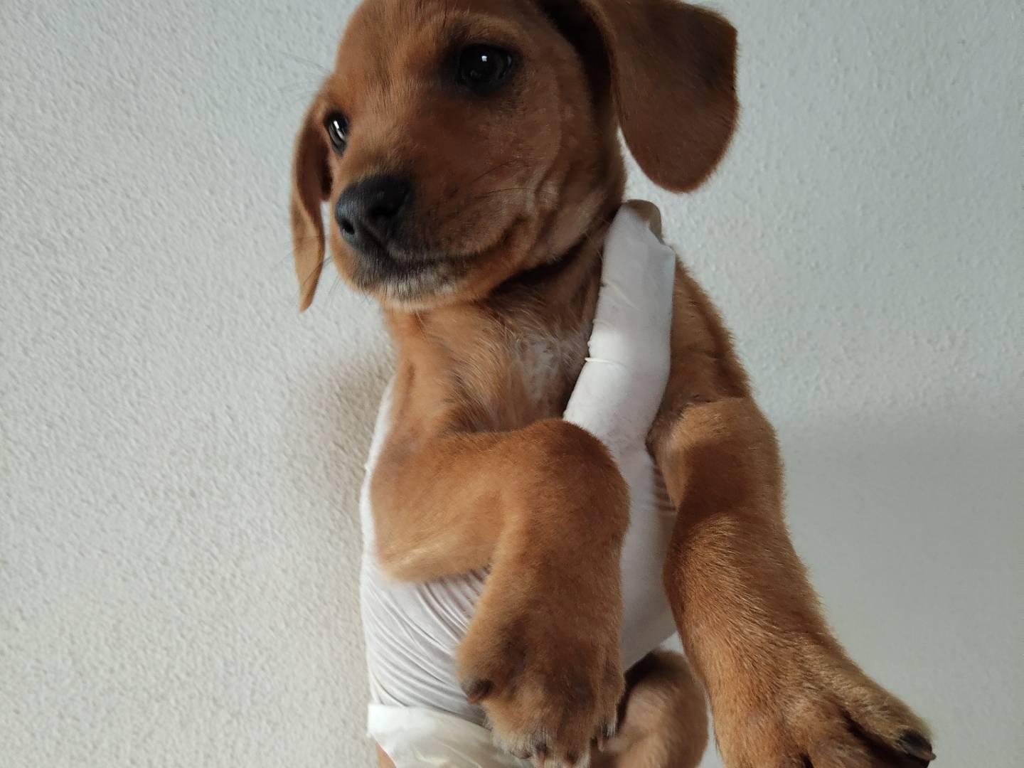 Adotta un cane, maschio, 2 mesi, Bologna