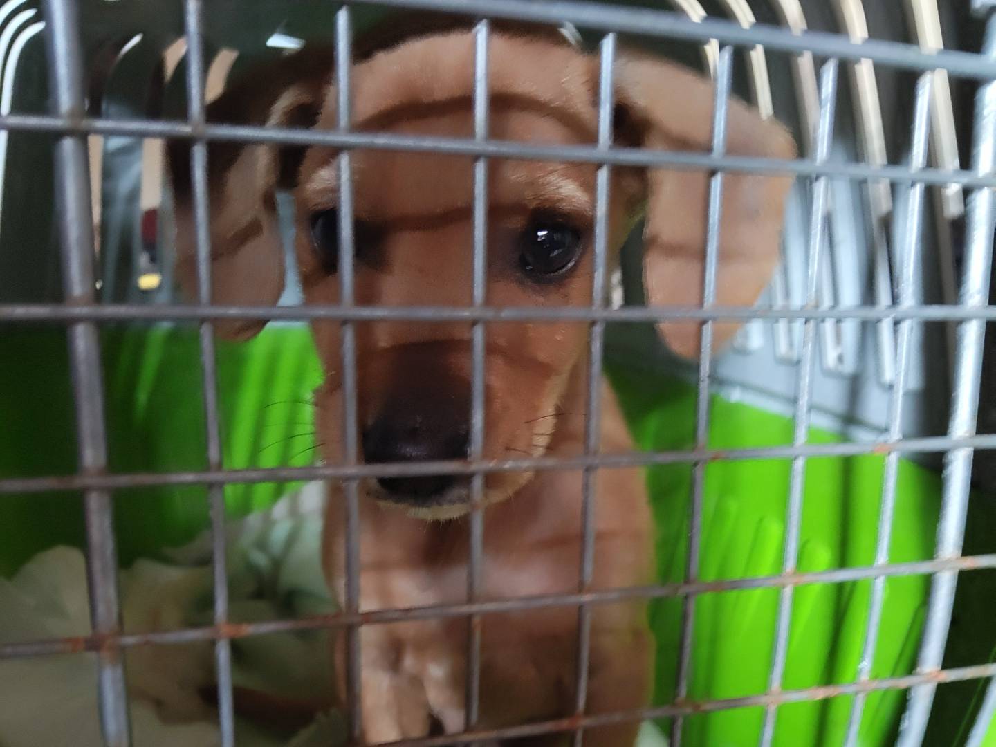 Adotta un cane, taglia media contenuta, maschio, Bologna