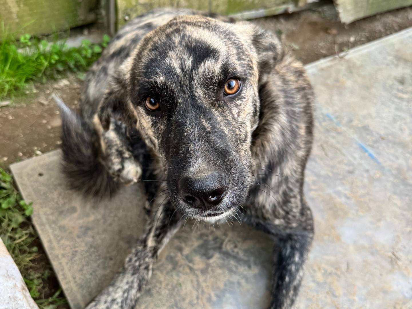 Adozione cane, maschio, Razza sconosciuta Razza sconosciuta, 5 mesi, taglia media, Caserta