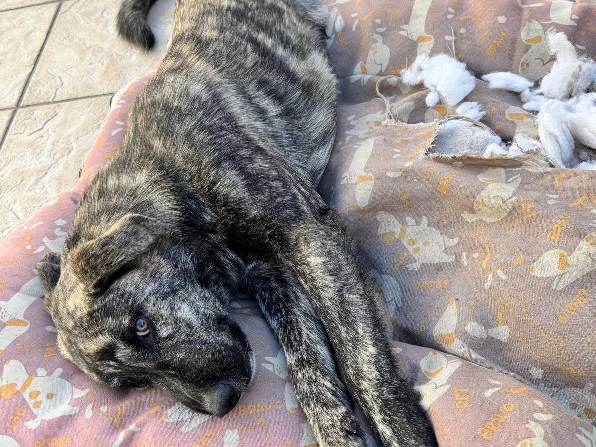 Adotta un cane, maschio, 5 mesi, Caserta