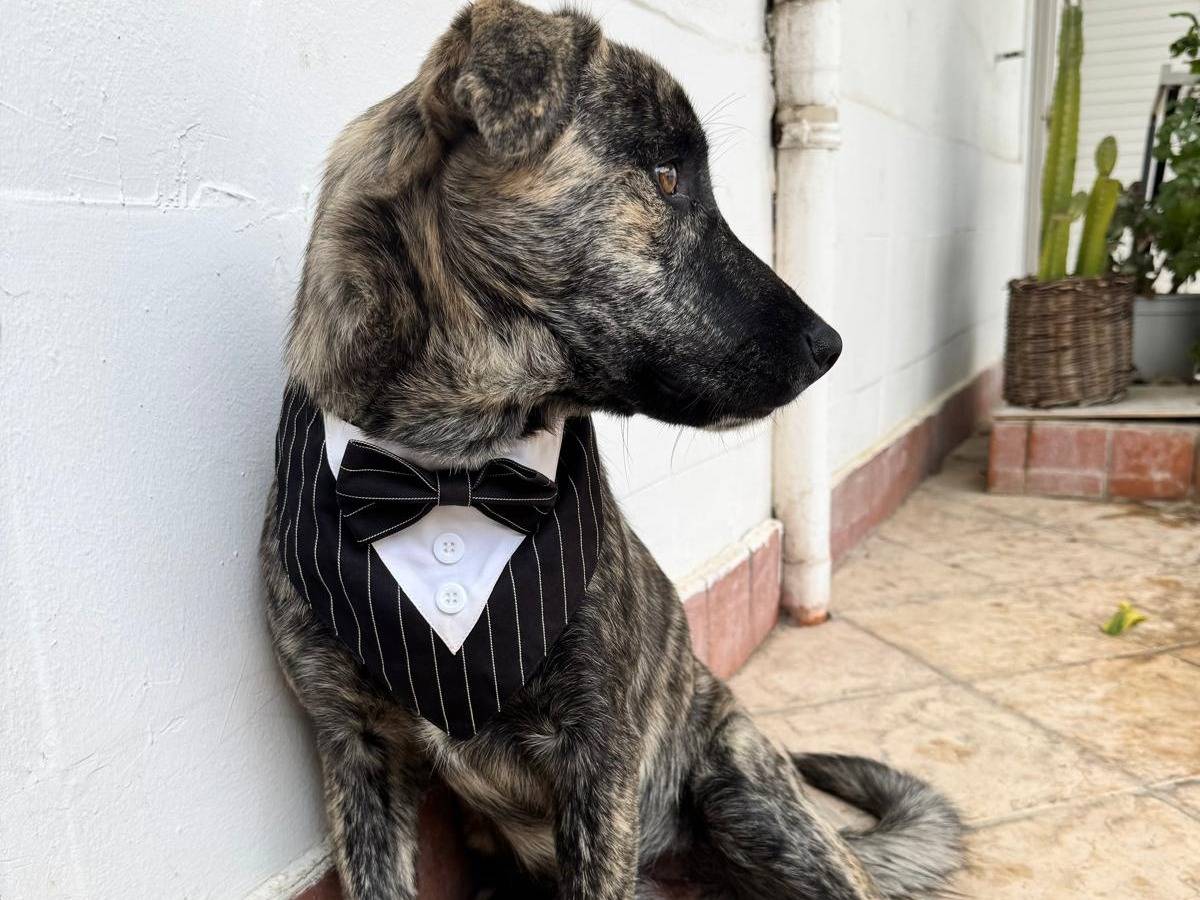 Adotta un cane, taglia media, maschio, Caserta