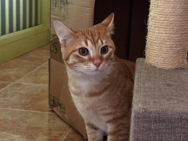 Adotta un gatto, maschio, 9 mesi, Verona