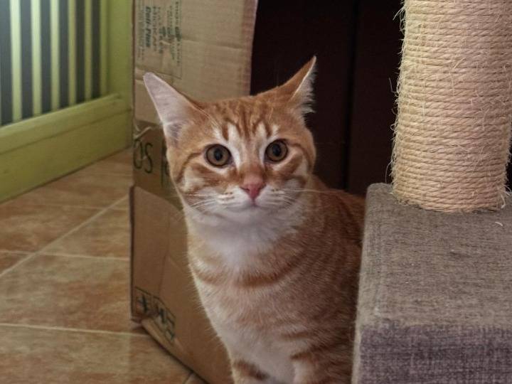 Adotta un gatto, taglia non valida, maschio, Verona