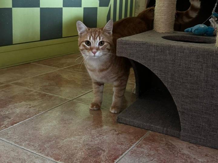 Vuoi adottare un gatto a Verona?