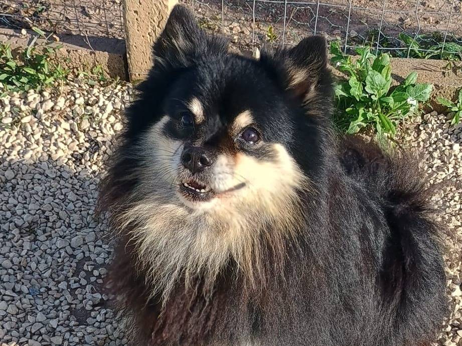 Adozione cane, maschio, Spitz Razza sconosciuta, 8 anni, taglia piccola, Ragusa