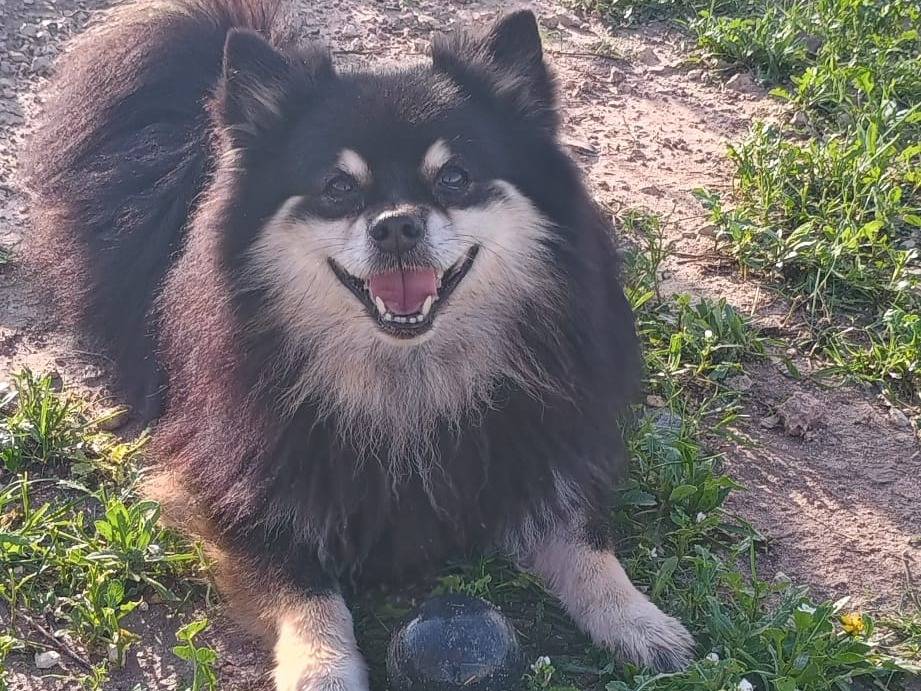 Adotta un cane, maschio, 8 anni, Ragusa