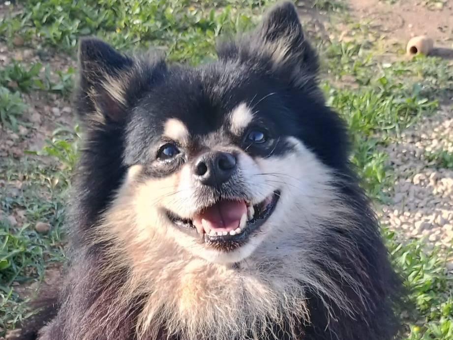 Adotta un cane, taglia piccola, maschio, Ragusa