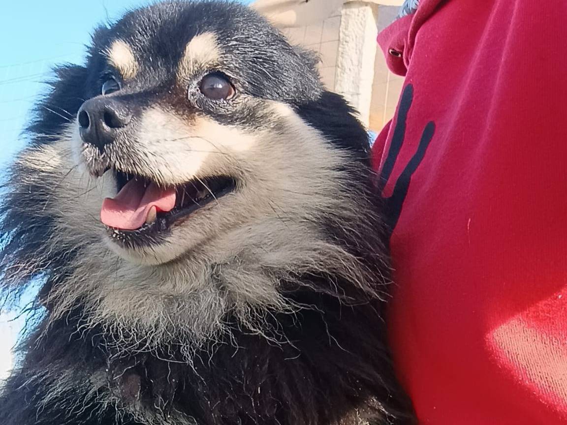 Vuoi adottare un cane a Ragusa?