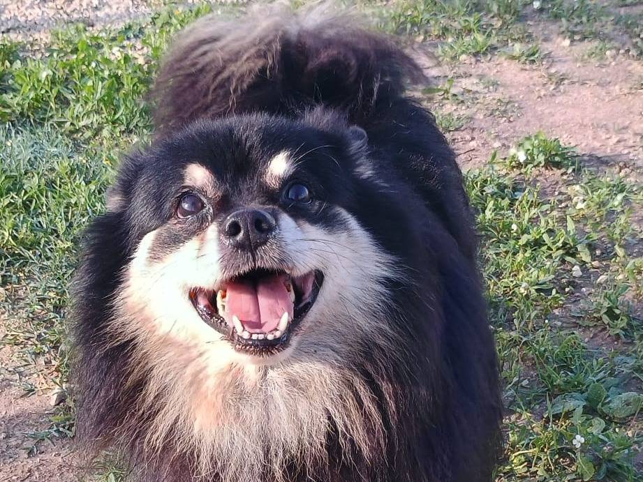 Adotta il cane Leon a Ragusa