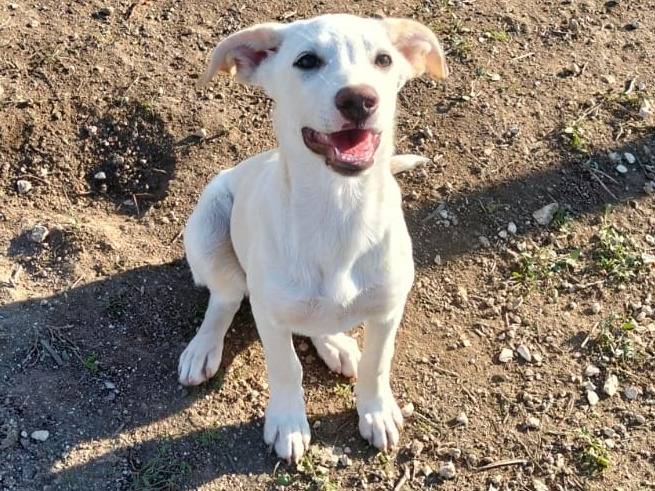 Adozione cane, femmina, Razza sconosciuta Razza sconosciuta, 5 mesi, taglia media, Ragusa