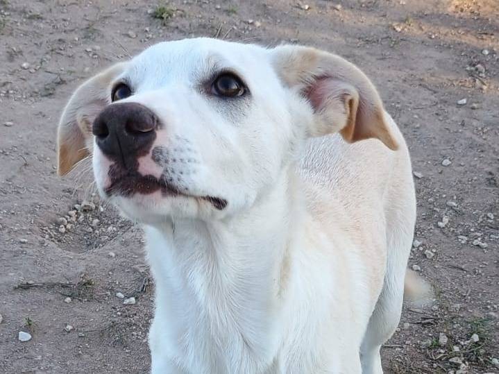 Adotta un cane, femmina, 5 mesi, Ragusa