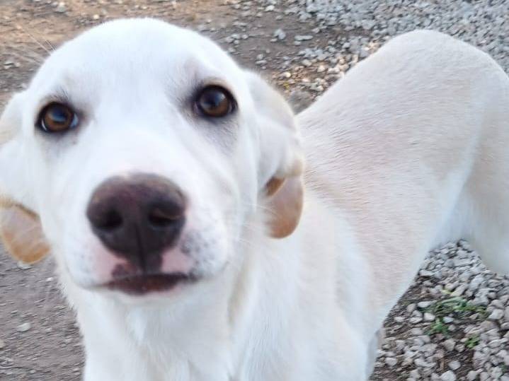 Adotta un cane, taglia media, femmina, Ragusa