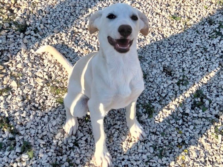 Vuoi adottare un cane a Ragusa?