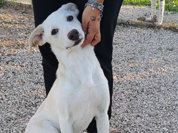 Adotta il cane Erika a Ragusa