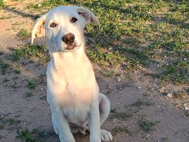 Adozione cane, maschio, Razza sconosciuta Razza sconosciuta, 5 mesi, taglia media, Ragusa