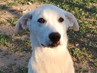 Adotta un cane, maschio, 5 mesi, Ragusa