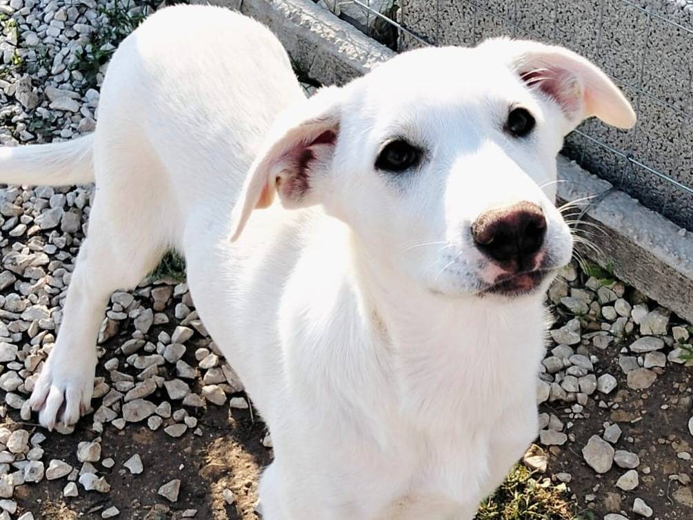 Adotta un cane, taglia media, maschio, Ragusa