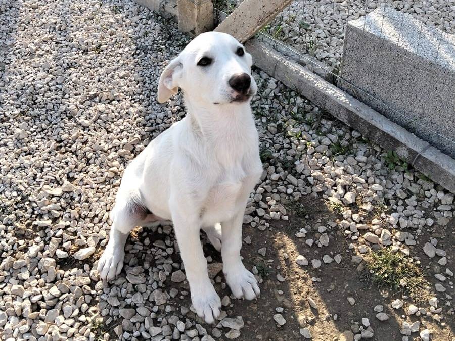 Vuoi adottare un cane a Ragusa?