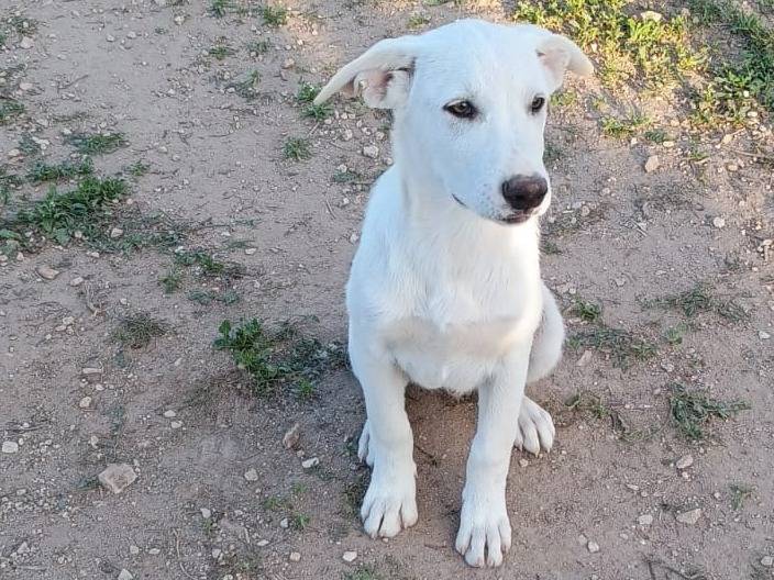 Adotta il cane Neve a Ragusa