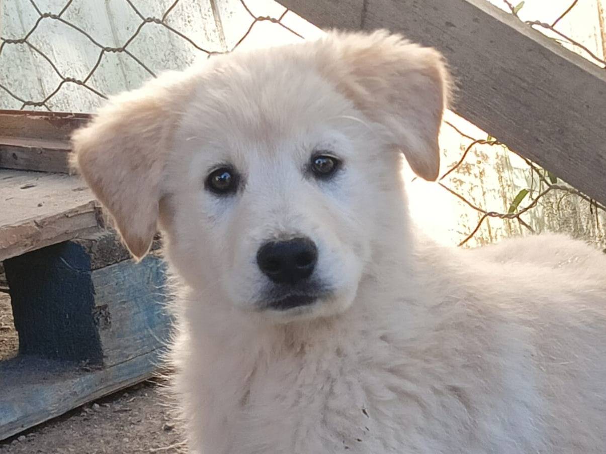 Adozione cane, femmina, Razza sconosciuta Razza sconosciuta, 3 mesi, taglia media, Crotone