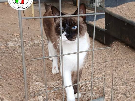 Adozione gatto, maschio, Razza sconosciuta Razza sconosciuta, 1 anno e 8 mesi, taglia non valida, Milano