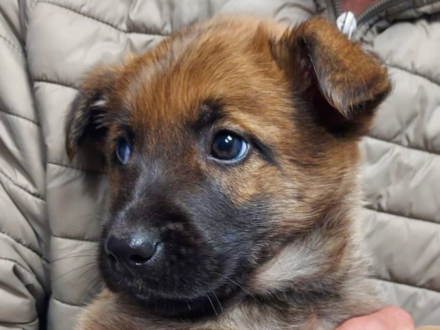 Adotta un cane, taglia media, maschio, Bari