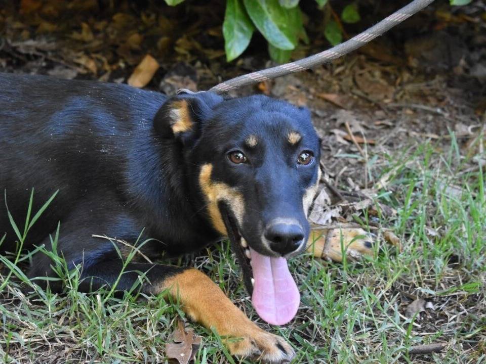 Vuoi adottare un cane a Roma?