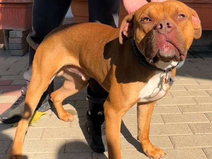 Adozione cane, maschio, Razza sconosciuta Razza sconosciuta, 1 anno e 2 mesi, taglia media, Milano