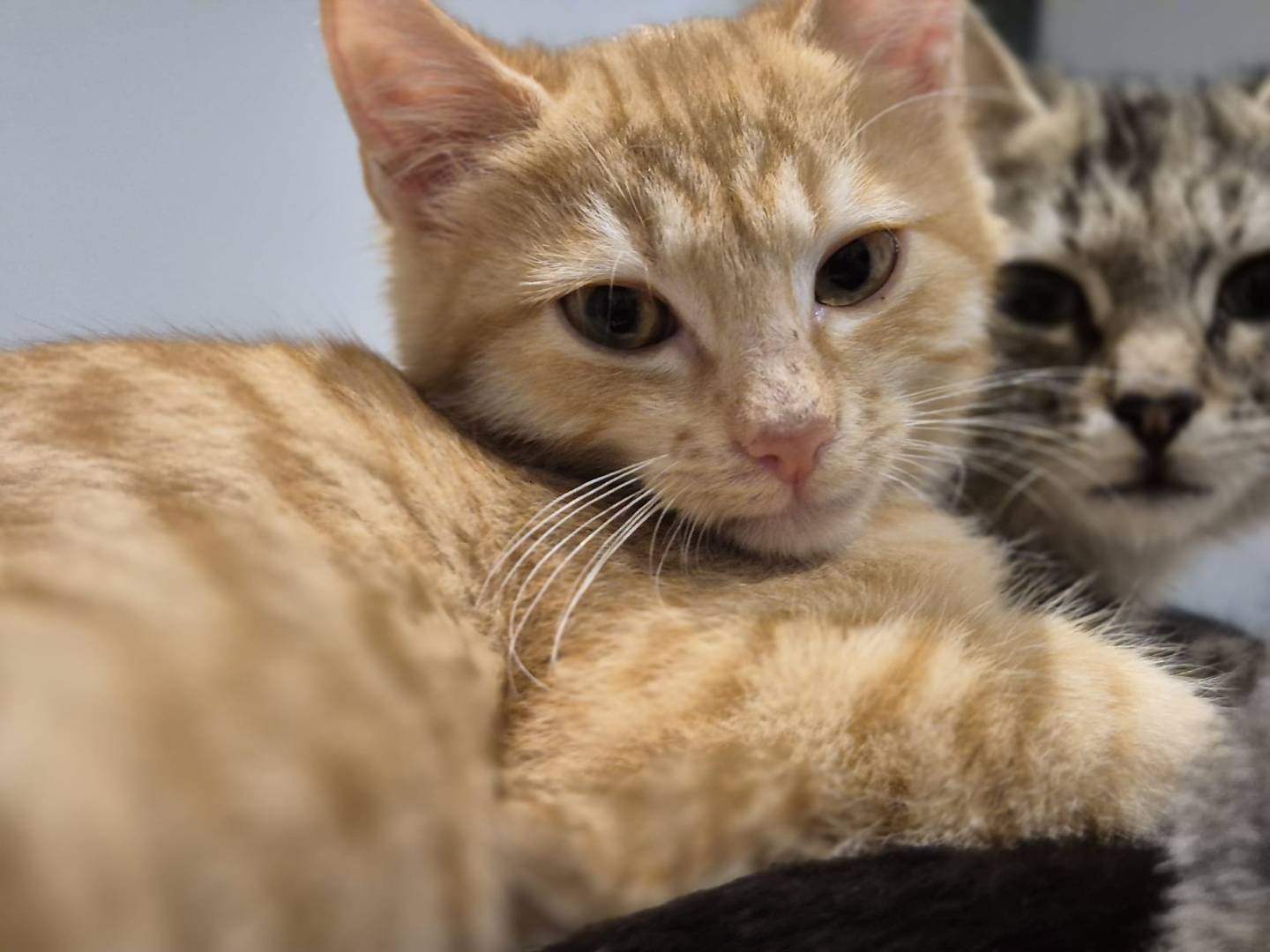 Adozione gatto, maschio, Razza sconosciuta Razza sconosciuta, 3 mesi, taglia non valida, Parma