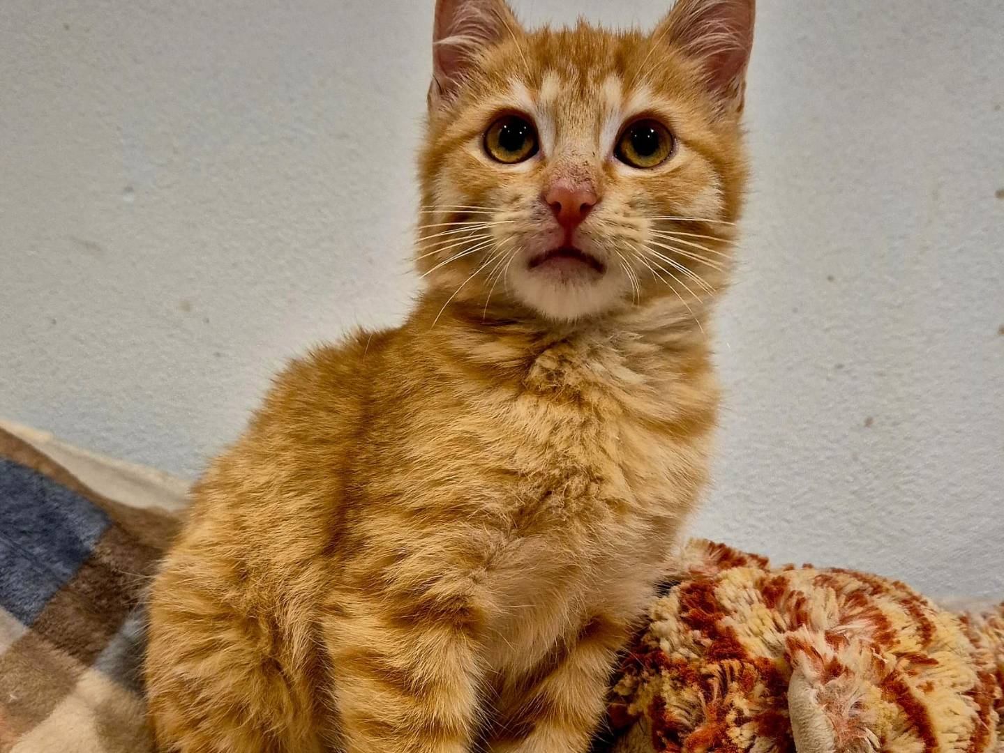 Adotta un gatto, maschio, 3 mesi, Parma