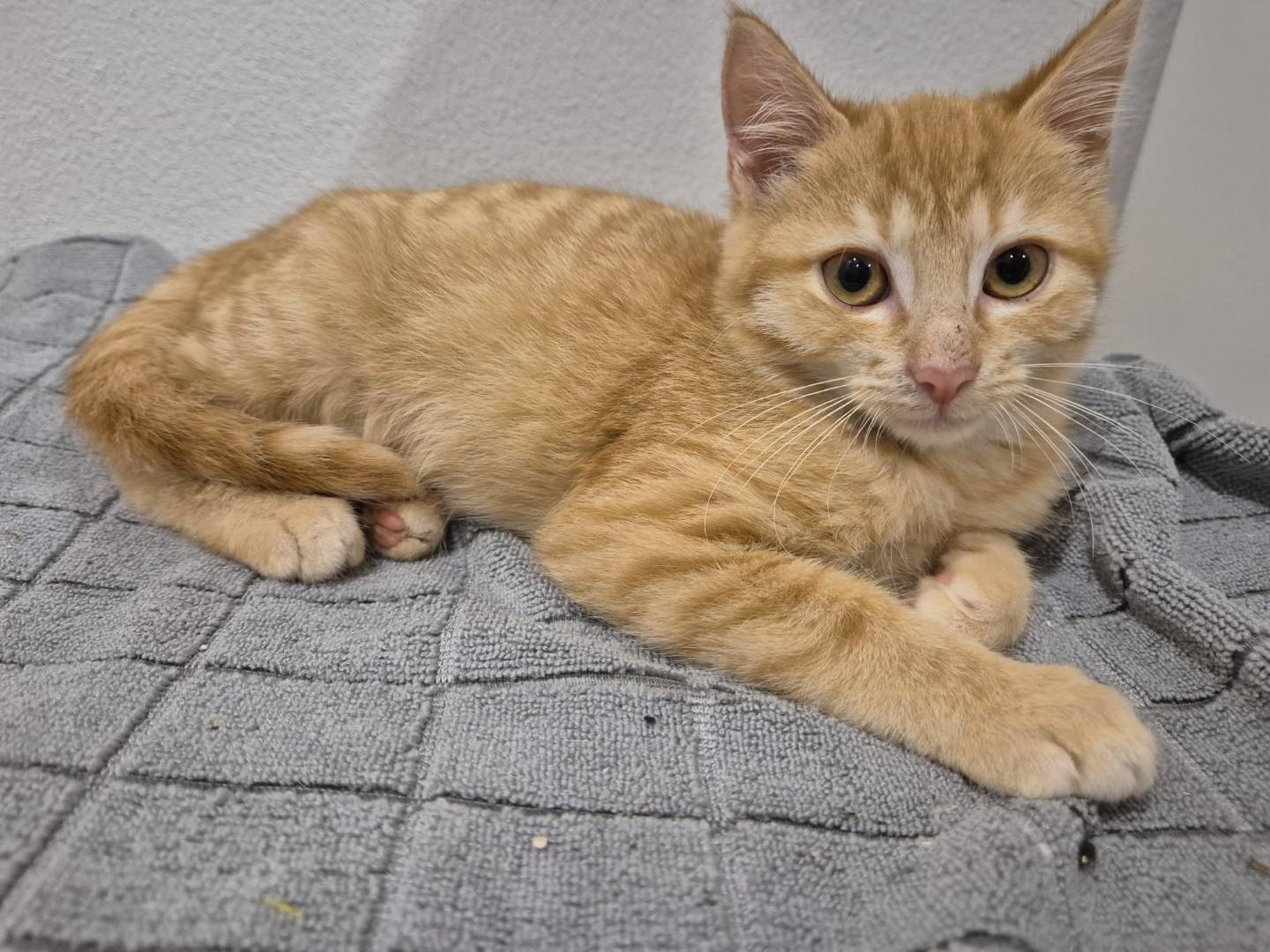 Adotta un gatto, taglia non valida, maschio, Parma