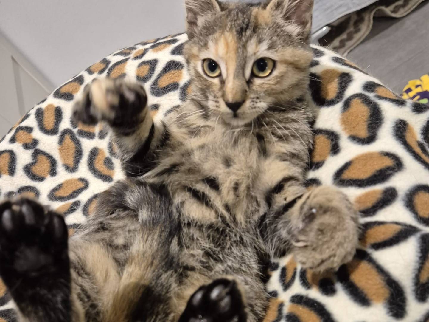 Adozione gatto, femmina, Razza sconosciuta Razza sconosciuta, 3 mesi, taglia non valida, Parma