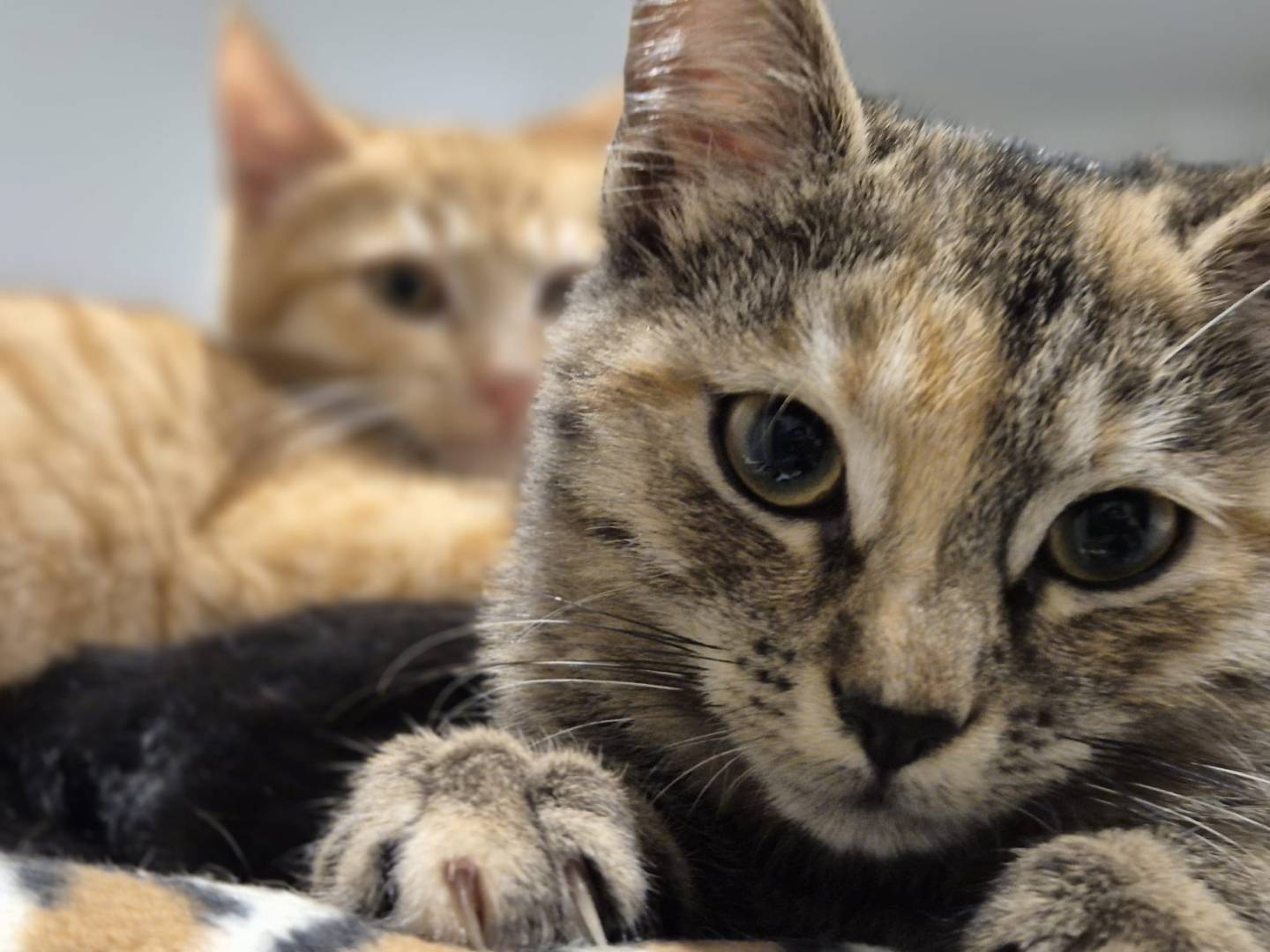 Adotta un gatto, femmina, 3 mesi, Parma