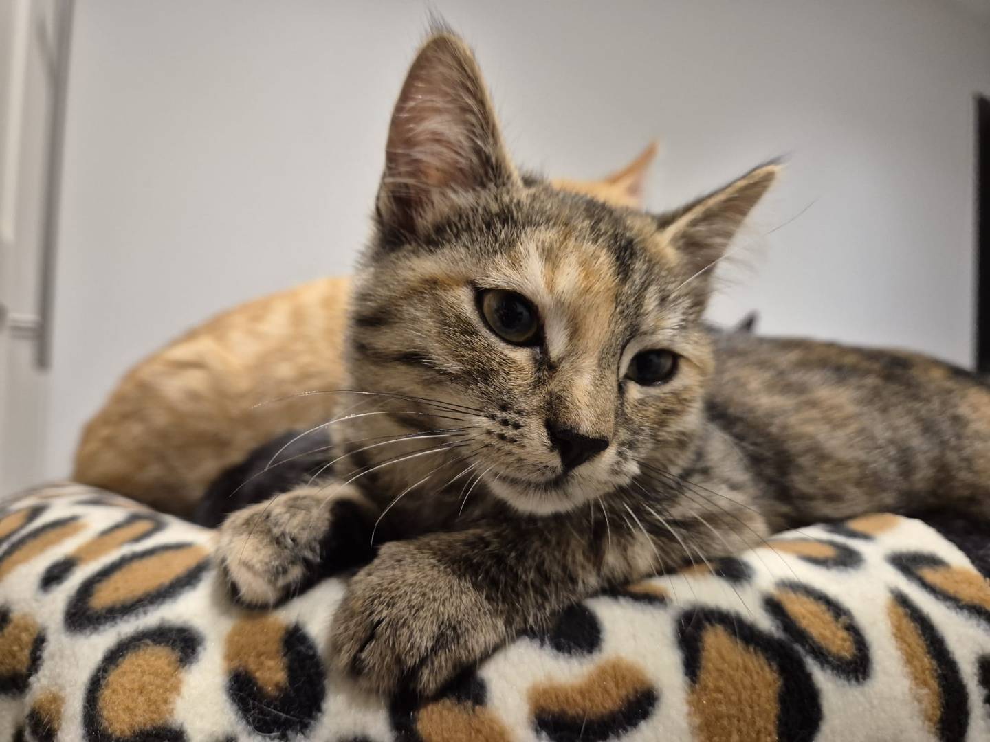 Adotta un gatto, taglia non valida, femmina, Parma