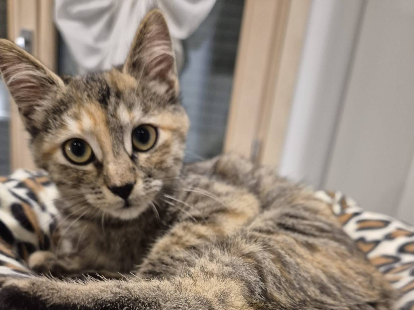 Vuoi adottare un gatto a Parma?