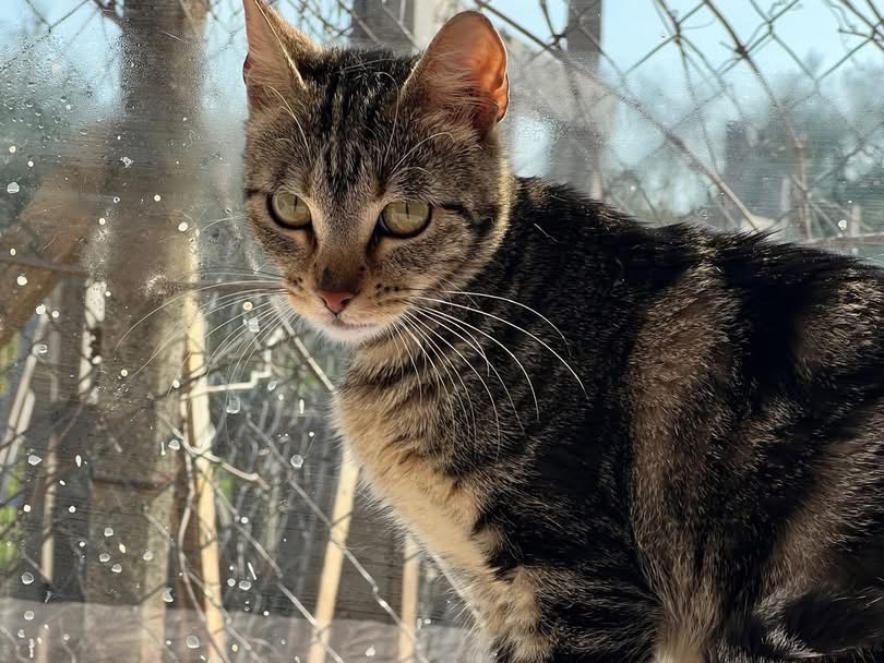 Adozione gatto, femmina, Razza sconosciuta Razza sconosciuta, 2 anni e 10 mesi, taglia non valida, Bari