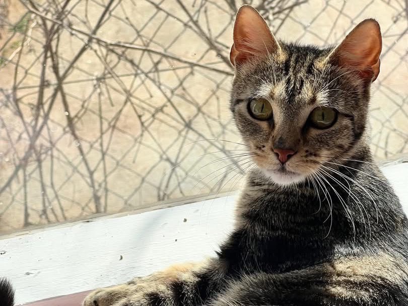 Adotta un gatto, femmina, 2 anni e 10 mesi, Bari