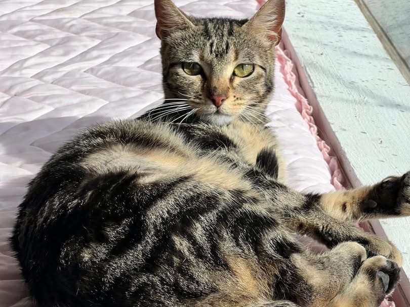 Adotta un gatto, taglia non valida, femmina, Bari