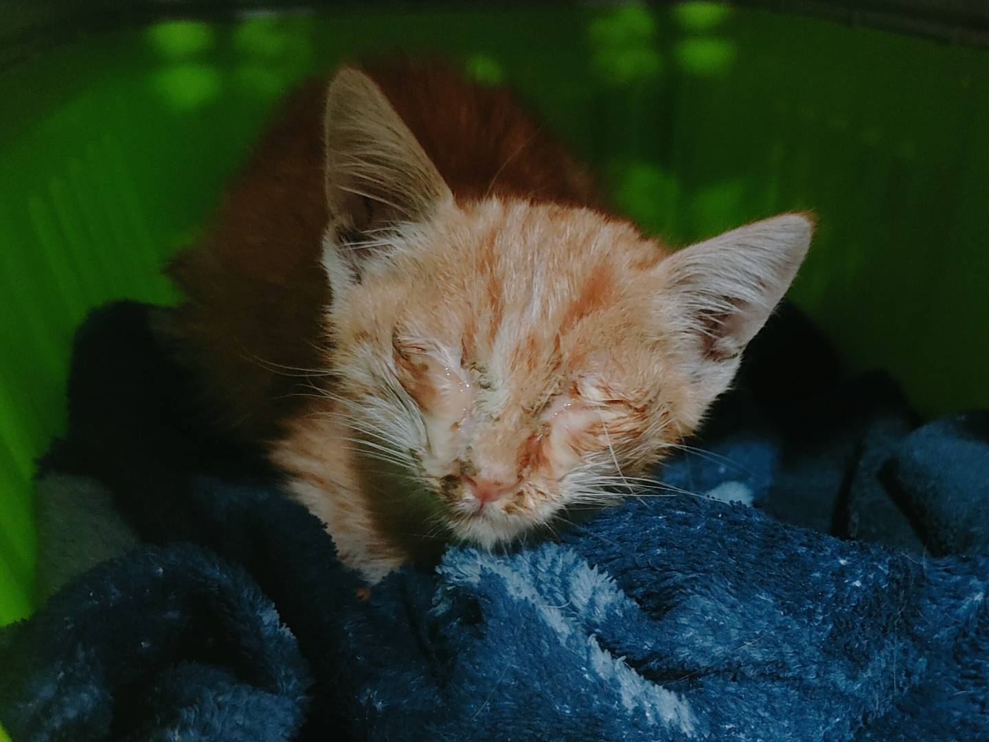 Adotta un gatto, maschio, 1 mesi, Caserta