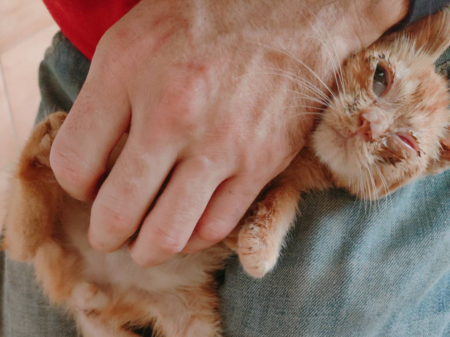 Adotta un gatto, taglia non valida, maschio, Caserta