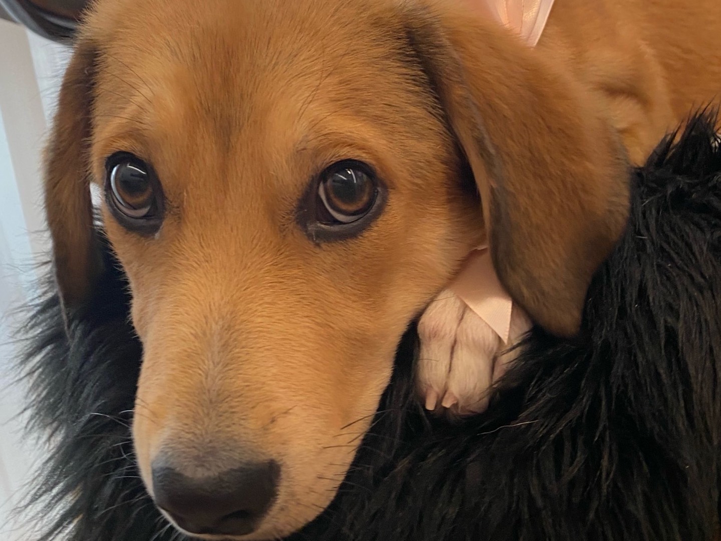 Adozione cane, maschio, Razza sconosciuta Razza sconosciuta, 4 mesi, taglia media contenuta, Milano