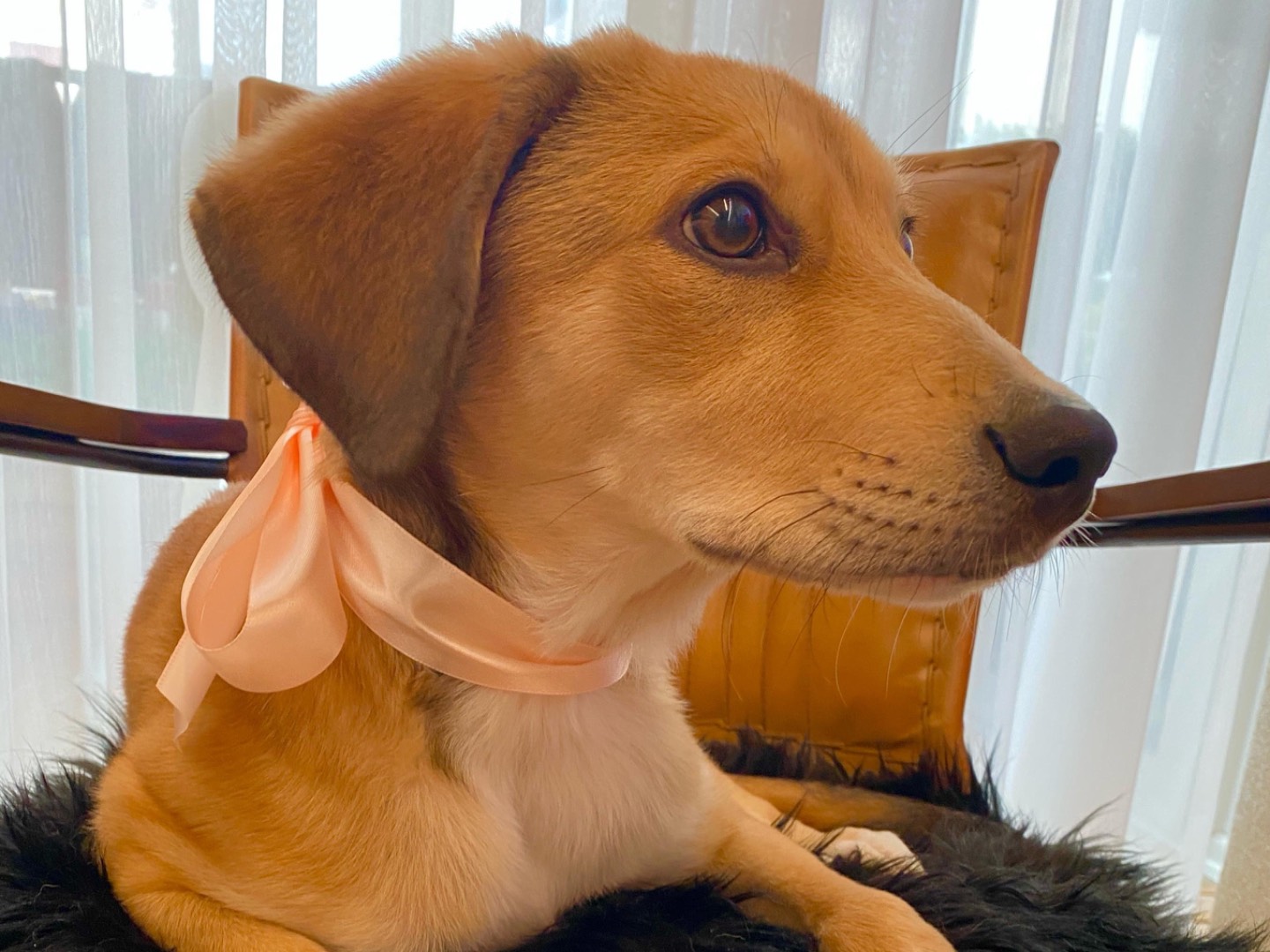 Adotta un cane, maschio, 4 mesi, Milano