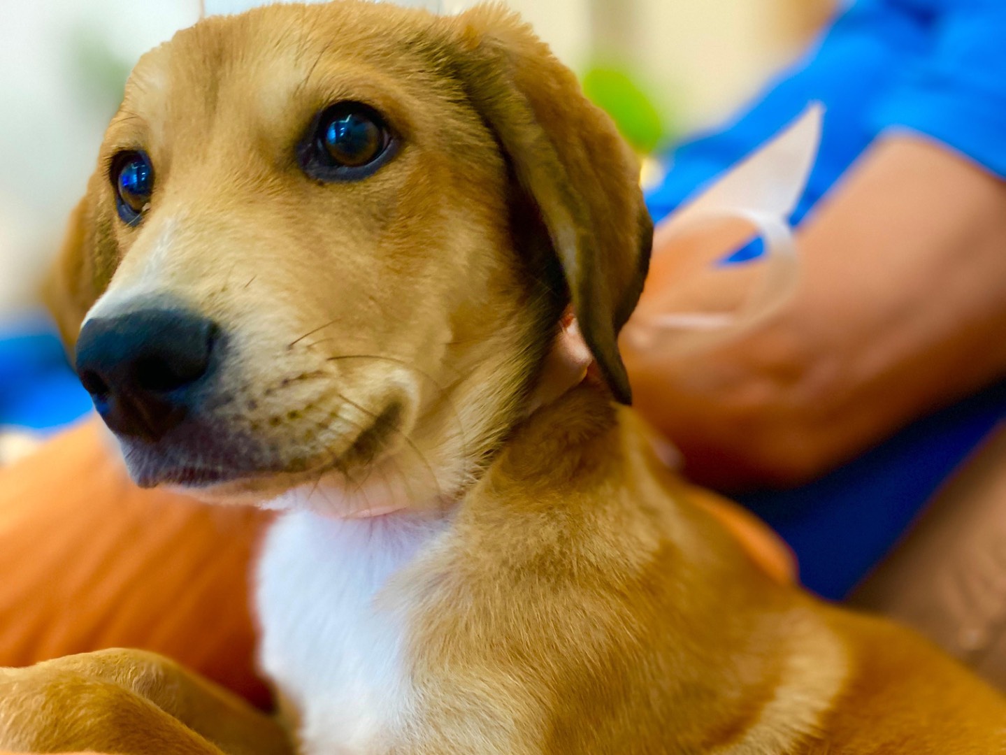 Vuoi adottare un cane a Milano?