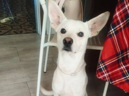 Adozione cane, maschio, Razza sconosciuta Razza sconosciuta, 2 anni, taglia media contenuta, Milano