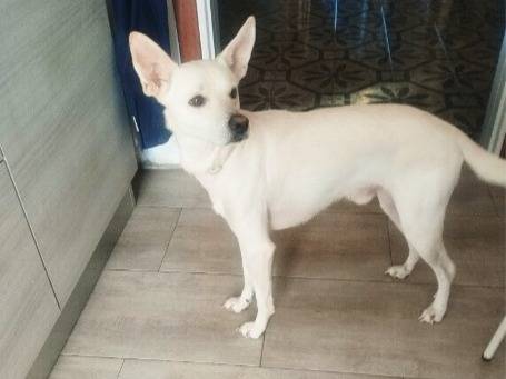 Adotta un cane, maschio, 2 anni, Milano